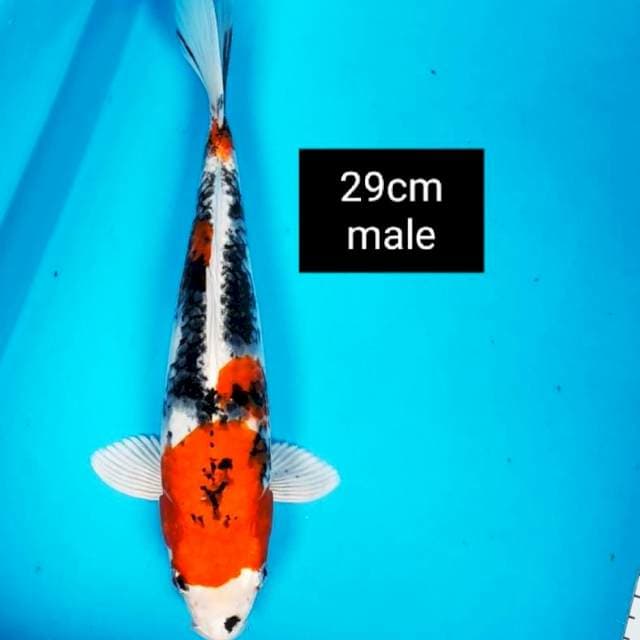 Heisei nishiki 29cm male