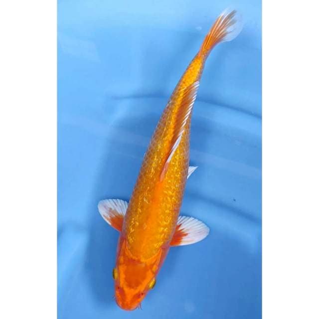 39CM // HAJIRO HIKARI MALE