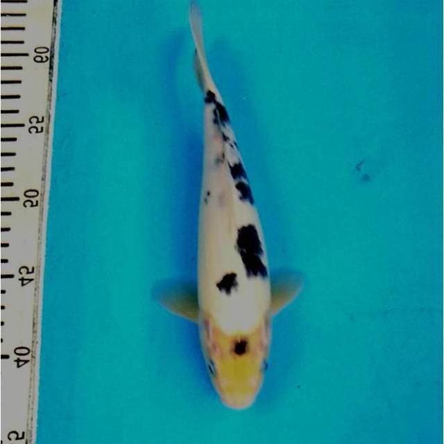 SQ Shiro Utsuri Maruten (Rare Item)