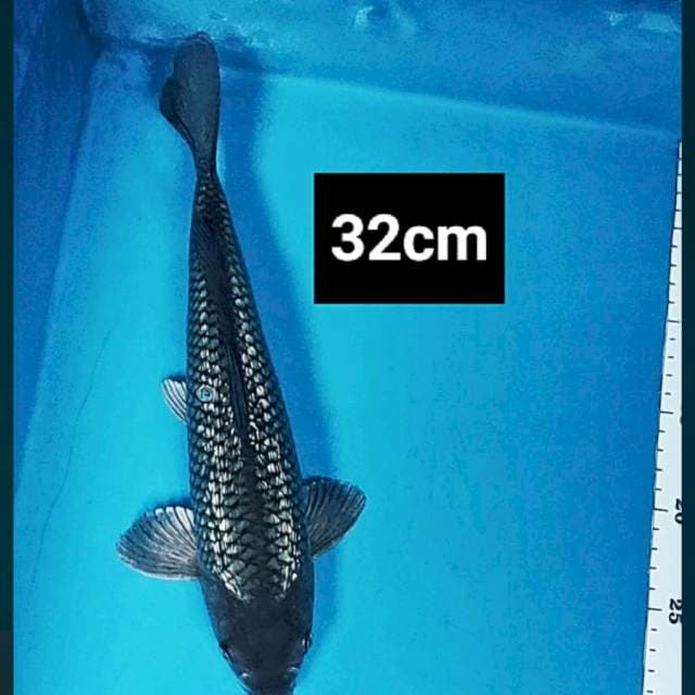 Soragoi ginrin 32cm