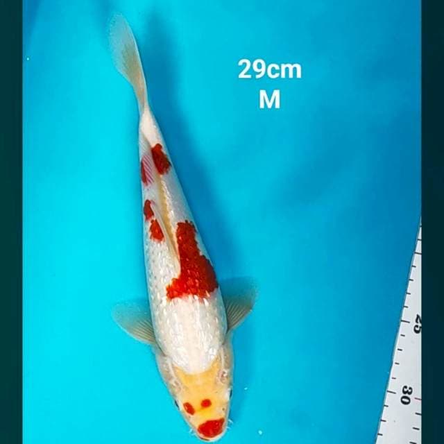 Kohaku ginrin 29cm male