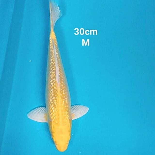Ogon strong 30cm male