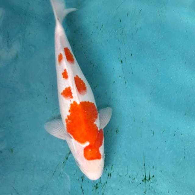 Kohaku bulky sakura siap bersaing 27