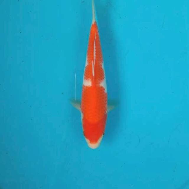 Kohaku 22cm