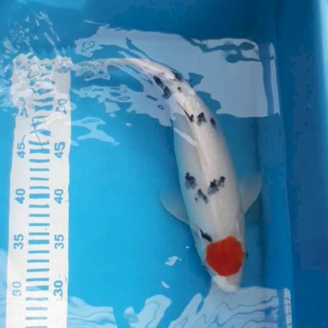 Tancho Sanke 35 cm