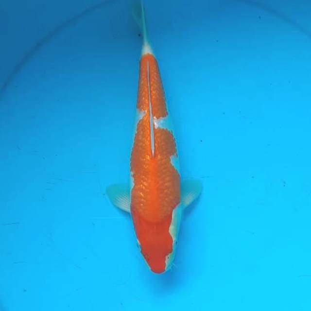 Kuhaku ginrin 27cm