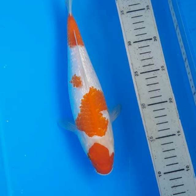 Kucibeni ginrin 29cm