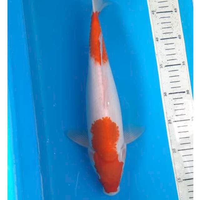 Kohaku 35cm 