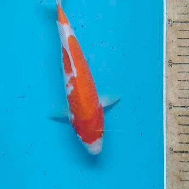 Kohaku 20cm