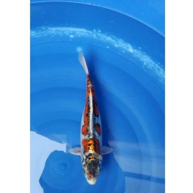 Beni Kikokuryu 32cm (F)