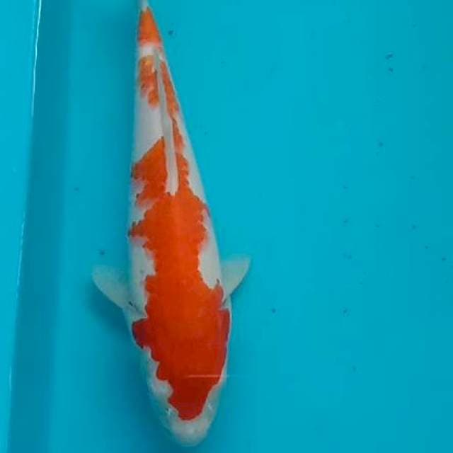 Kohaku 26cm