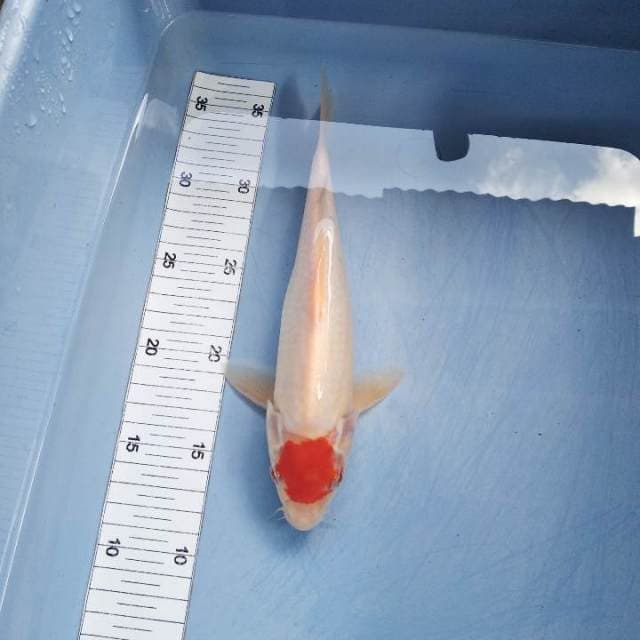 Tancho kohaku