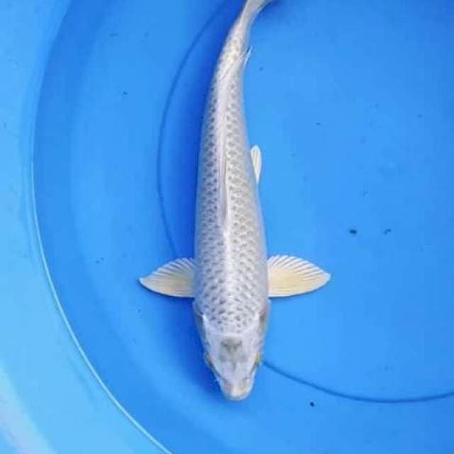 Gin Matshuba 36 cm