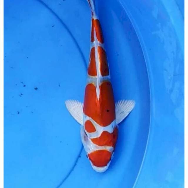 Maruten kohaku doitsu 