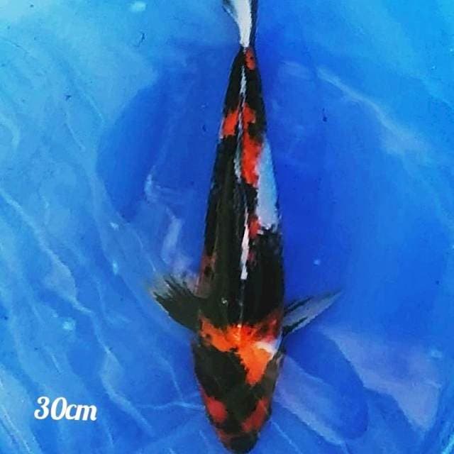 👌 showa 30cm