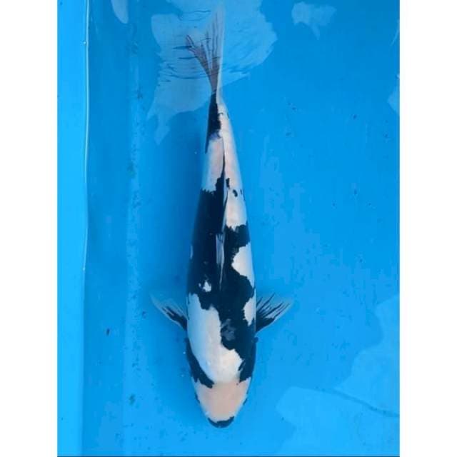 Shiro Doit 39 cm Male