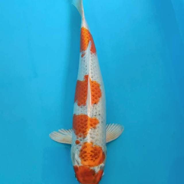 Kujaku Fm 40cm