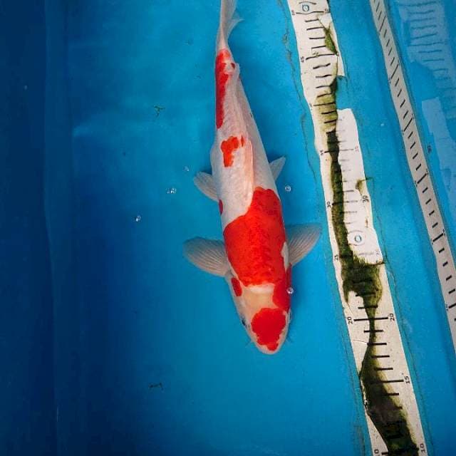 DOITSU KOHAKU 34 cm