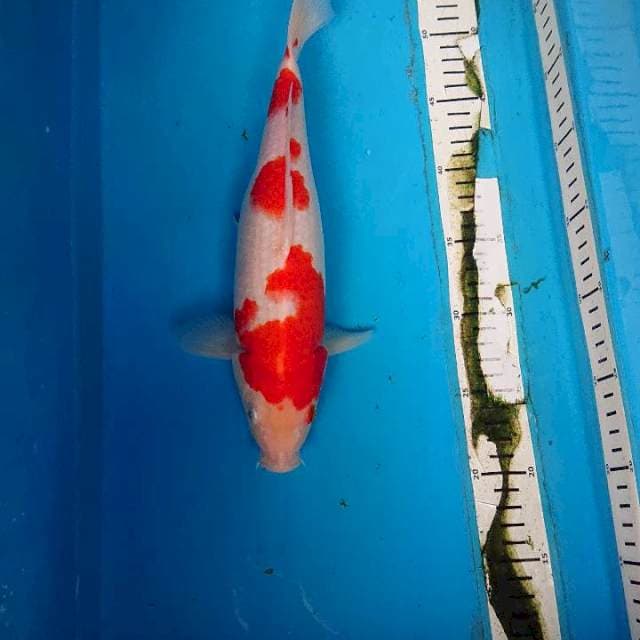 KOHAKU 31 cm