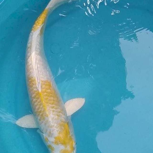 Hariwake