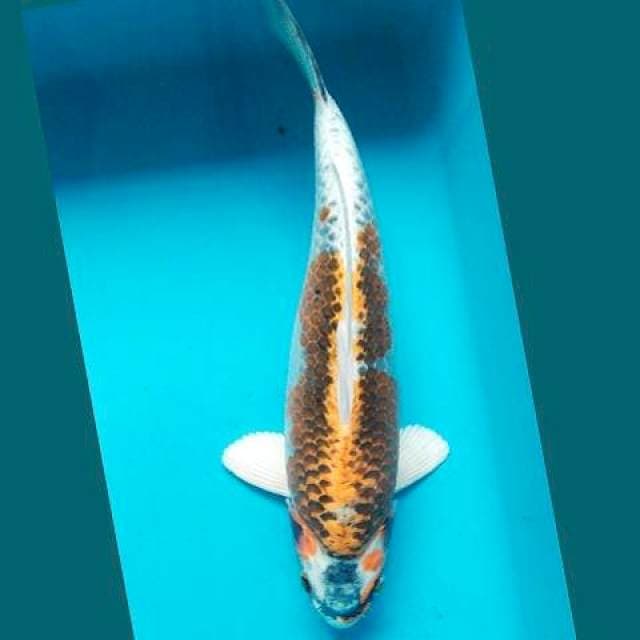 Kujaku Punuuk 36cm