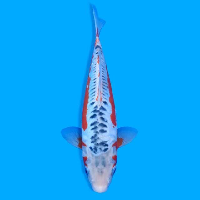 Shusui Bloodline Yamaju