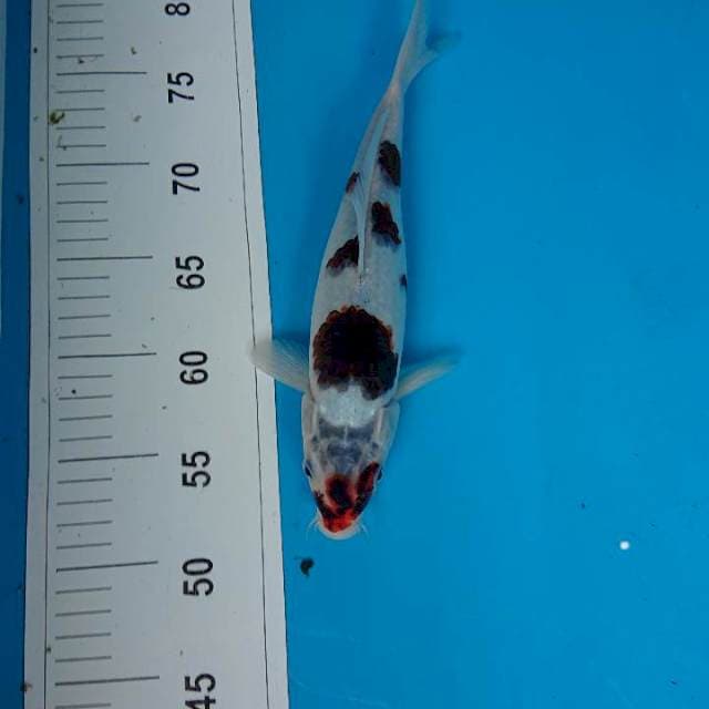 Budo goromo 27 cm