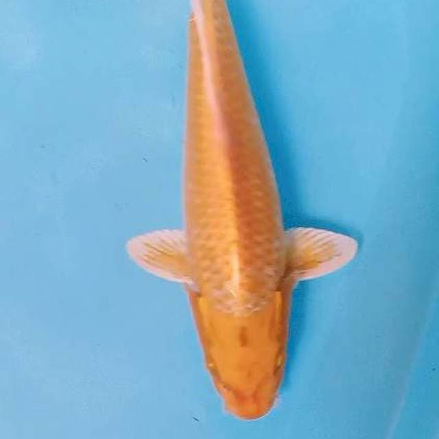 Ogon 40 bu/39 cm male