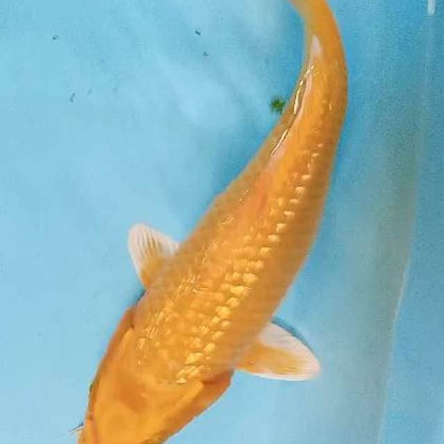 Ogon ginrin 37 cm