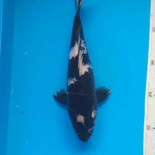 Shiro shot body 23cm