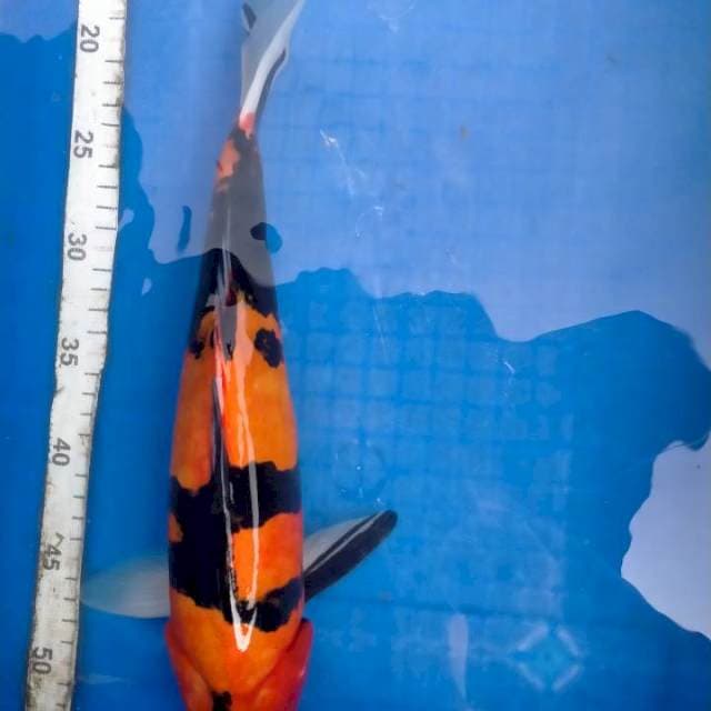 Showa doit
