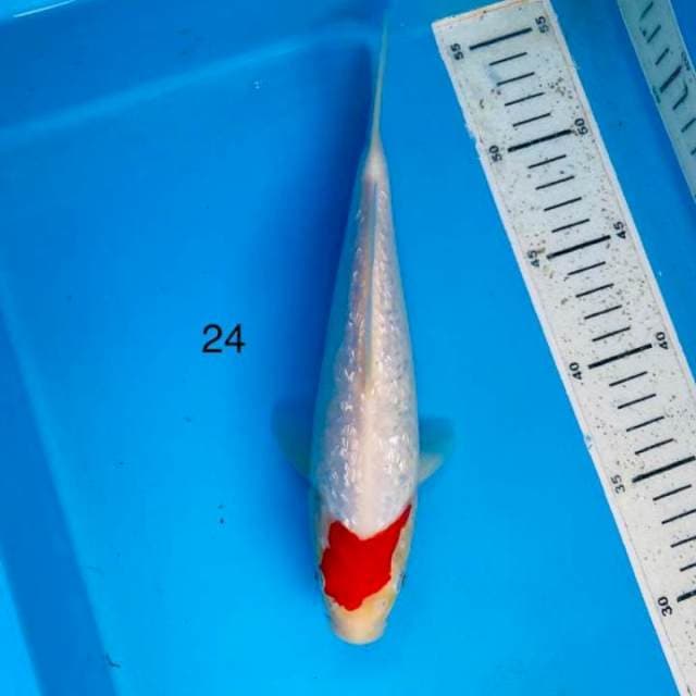 Tancho ginrin 24cm