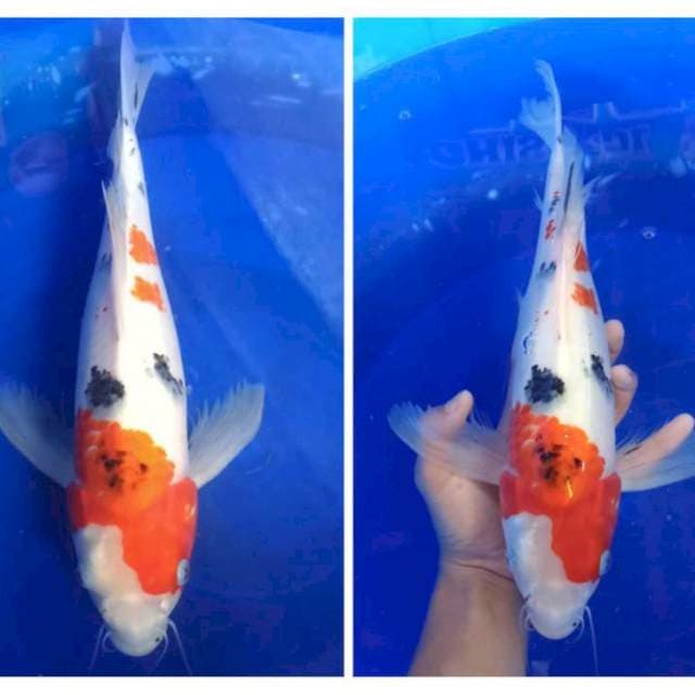 KUMPAY SANKE 37CM