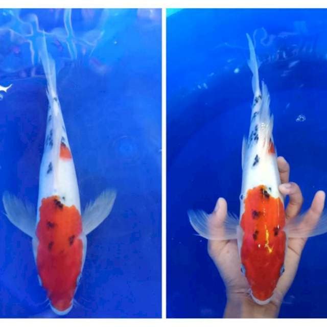KUMPAY SANKE 33CM