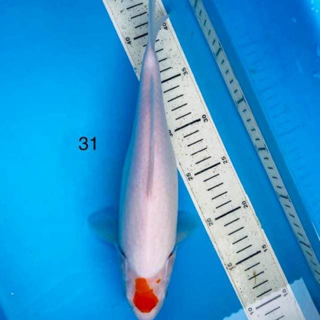 Tancho kuhaku 31cm 