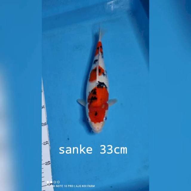 v|02 sanke 33