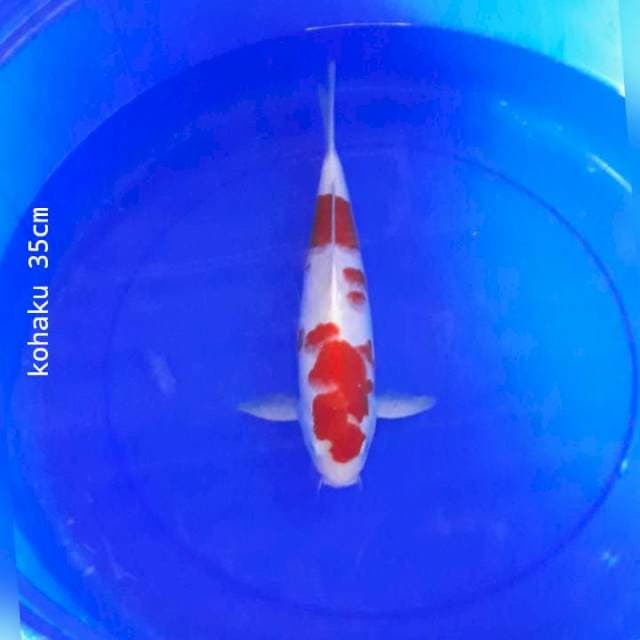 v.03 nidan kohaku 35cm