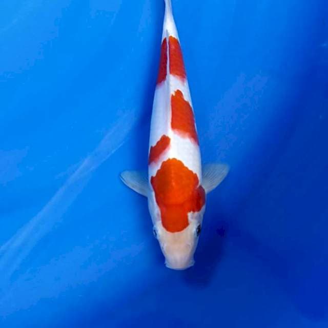 Kohaku 25 cm male