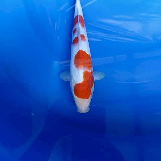 Kohaku 28 cm male