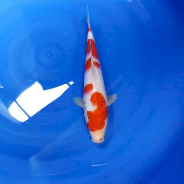 Kohaku 30 cm male