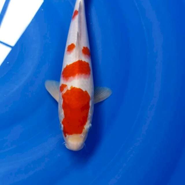 Kohaku 28 cm 