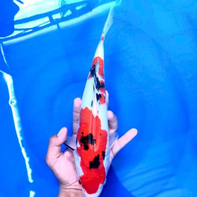 Sanke strong, 30cm