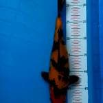 Red utsuri 30 cm
