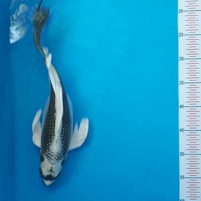 Kabuto kumpay 35 cm