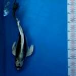 Kabuto kumpay 35 cm