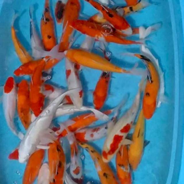 Paket mix 40 ekor