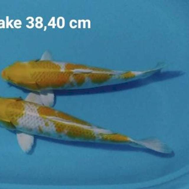 Hariwake sepasang