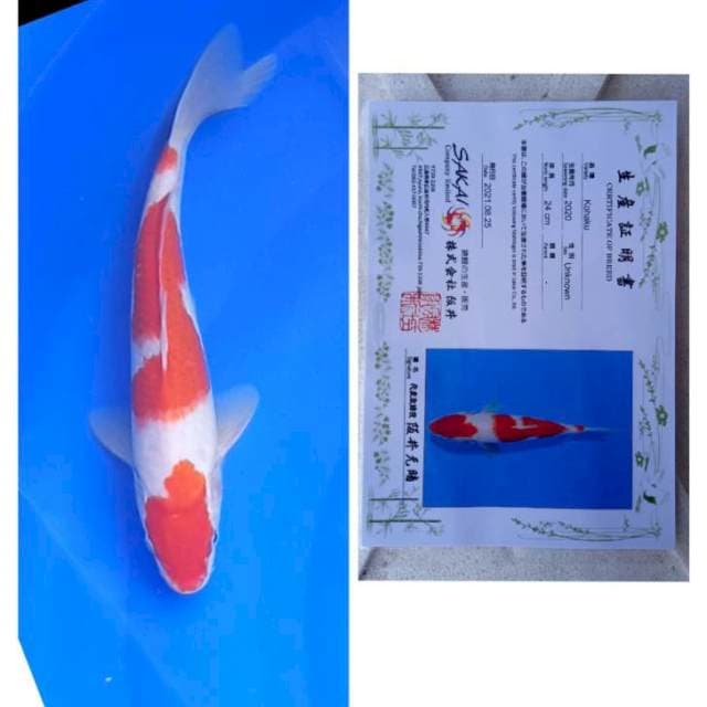 Kohaku Sakai Ltd