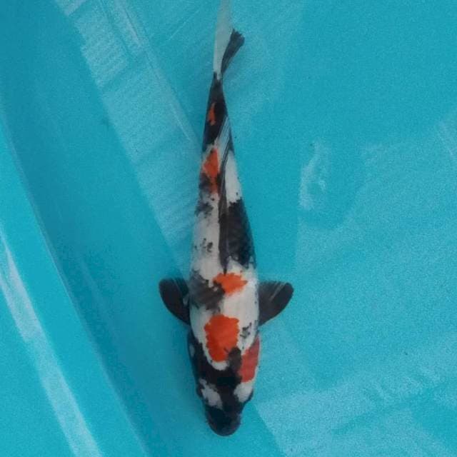 Kindai Showa 33cm