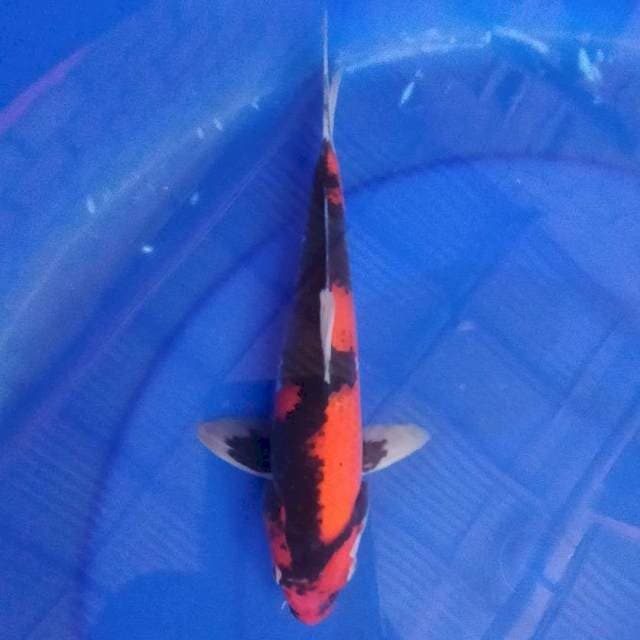 Hi showa 26cm